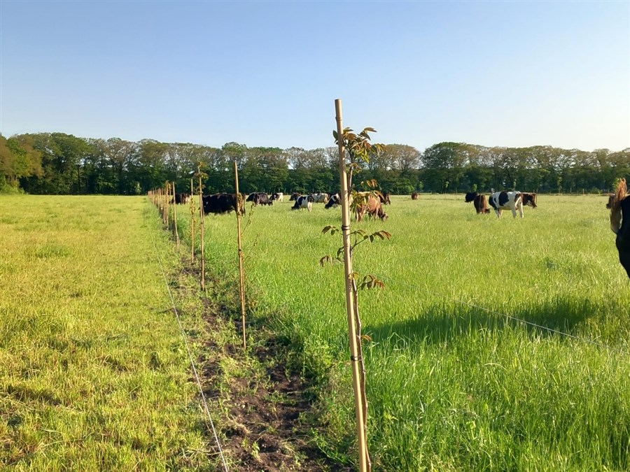 Bericht Vijf boeren bundelen krachten en leggen koolstof vast via agroforestry bekijken