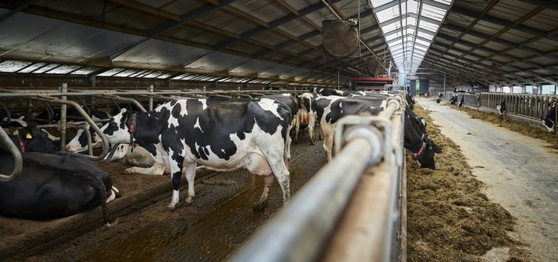 Bericht Pro forma vergunningaanvragen melkvee- en jongveehouderij bekijken