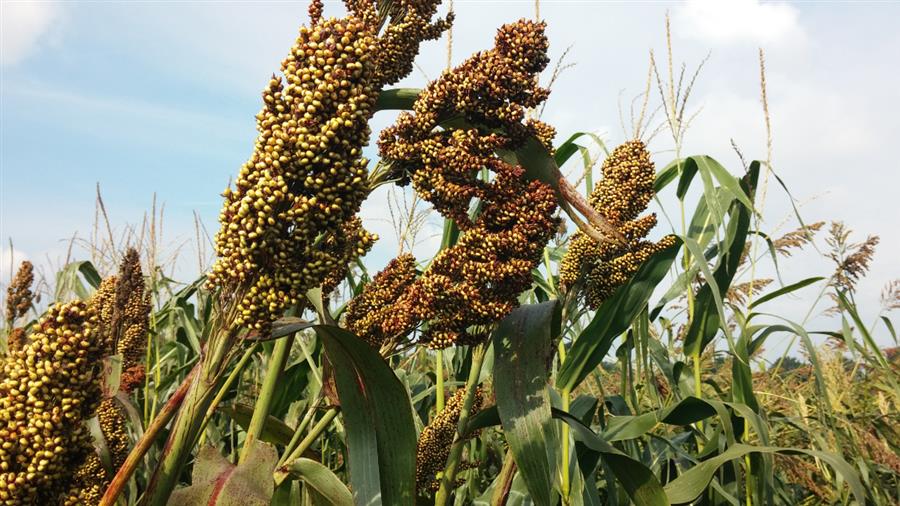 Bericht Provincie faciliteert onderzoek naar nieuwe graansoort Sorghum bekijken